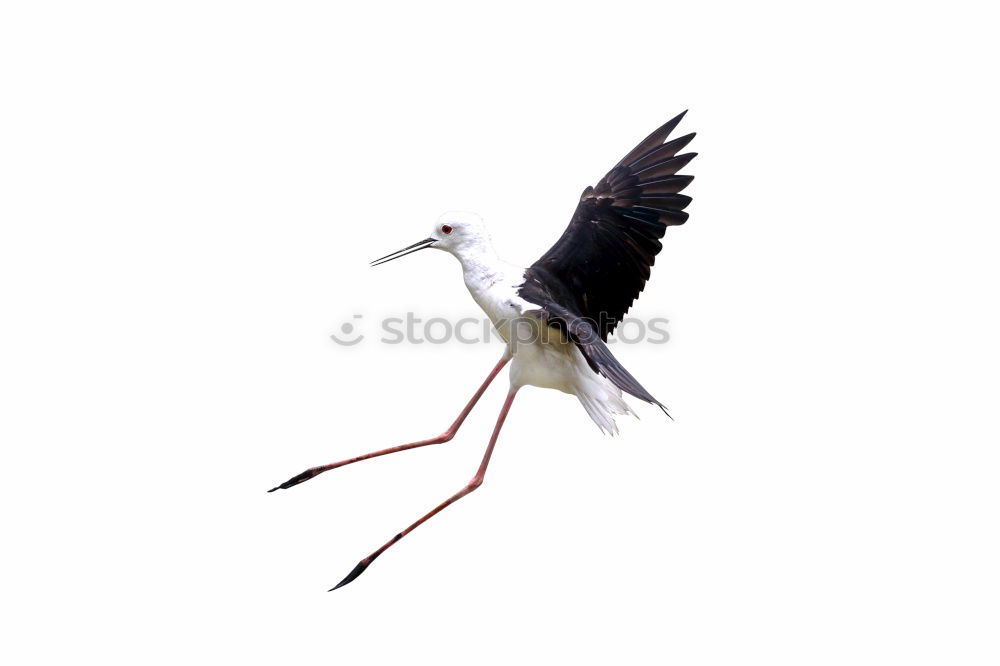 Similar – Image, Stock Photo stork with rattle Stork