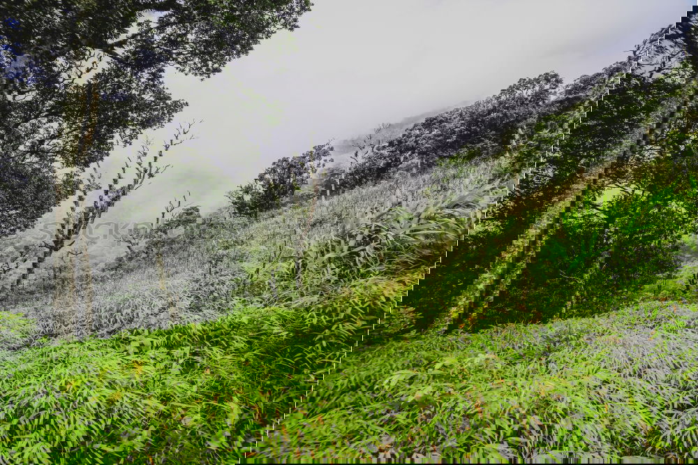 Foto Bild rainforest Umwelt Natur