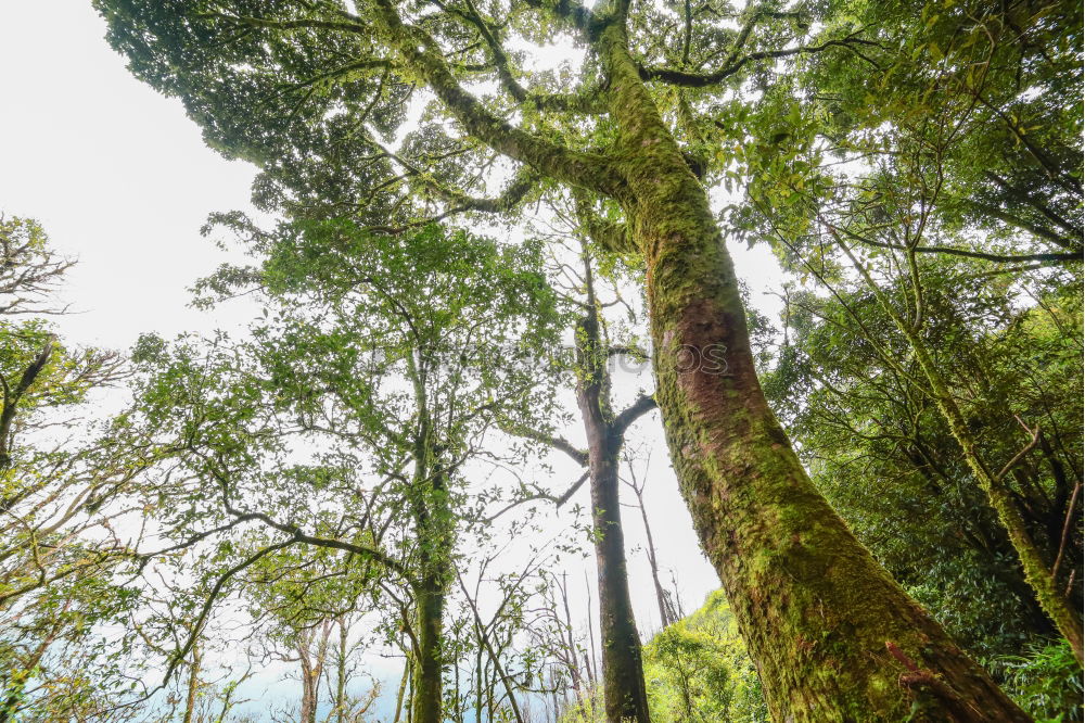 Similar – Foto Bild Tree walk Natur Landschaft