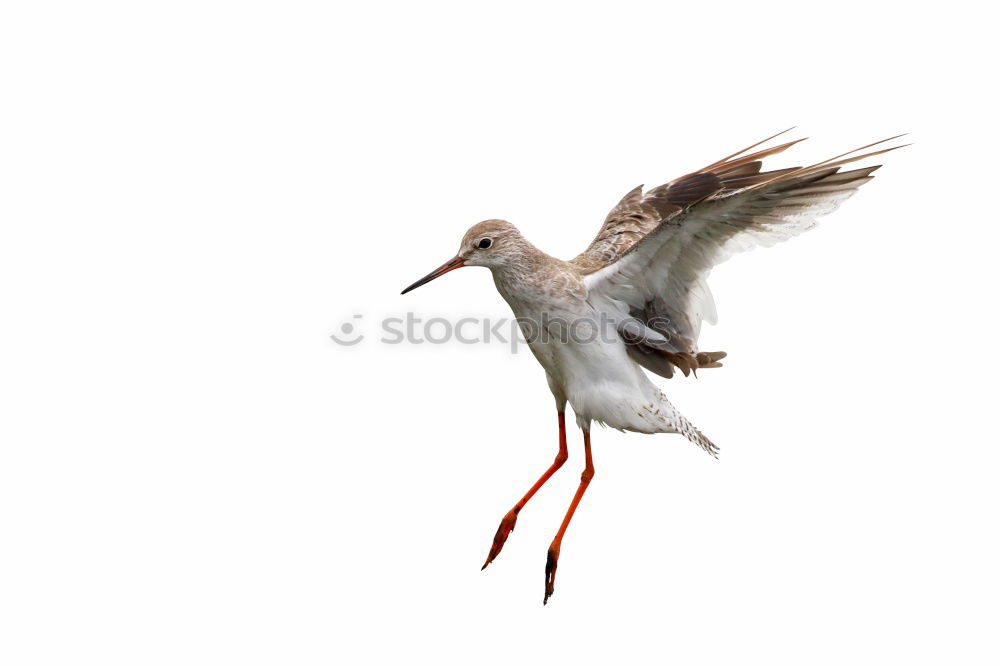 Similar – seagull head Seagull Bird