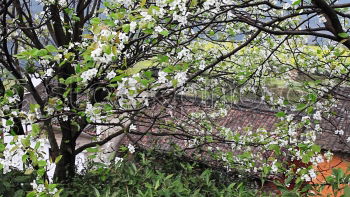 Similar – Blütengrün Baum Wiese Gras