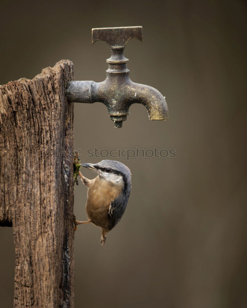 Similar – Image, Stock Photo drinking fountain Well