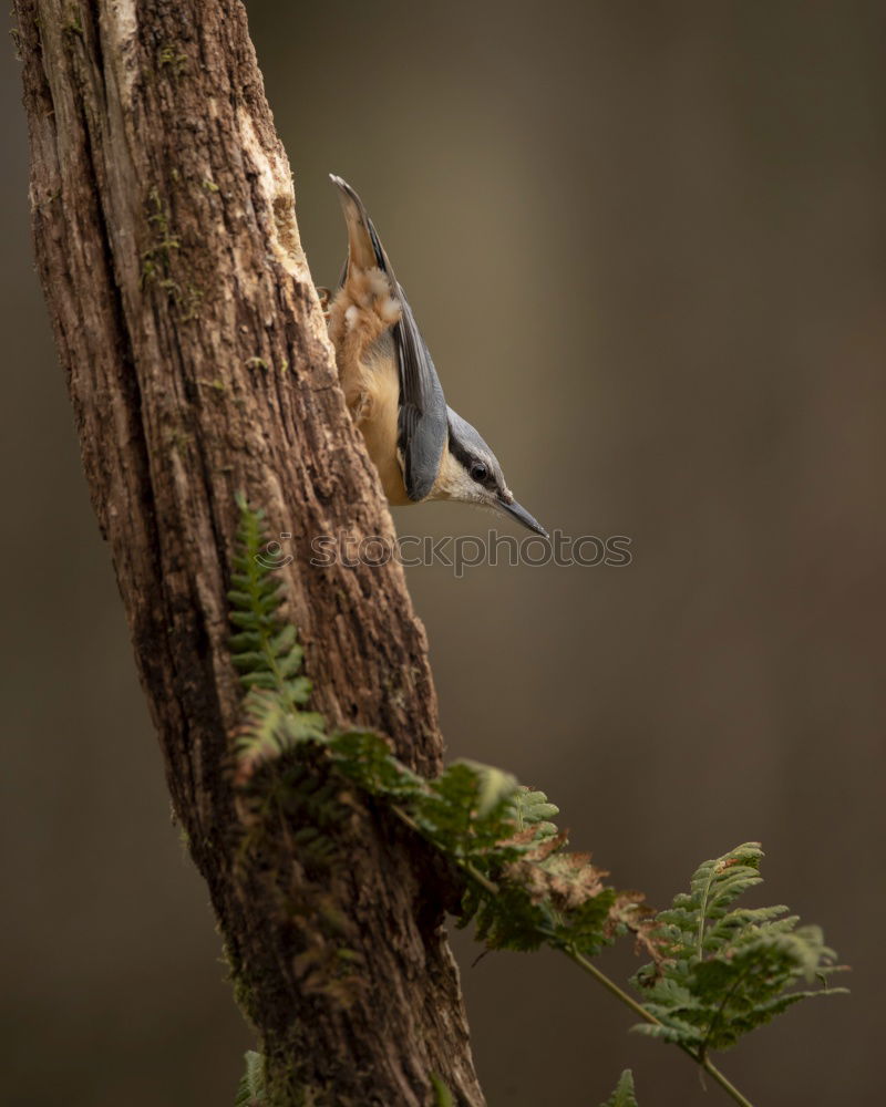 Similar – Image, Stock Photo nuthatch Nature Animal