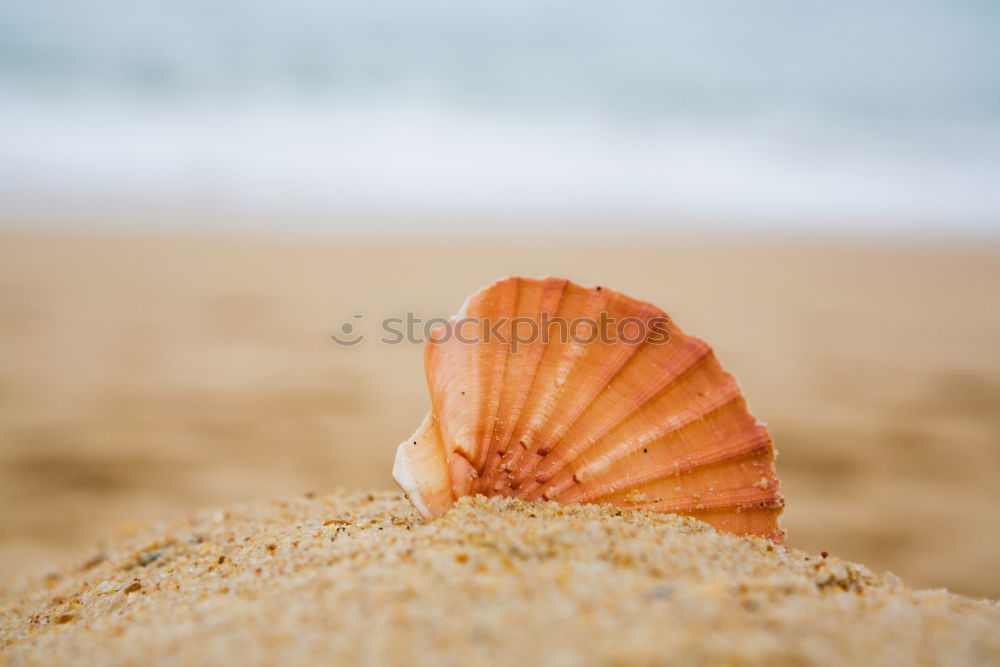 Similar – Image, Stock Photo Macro shot of shell at sand beach