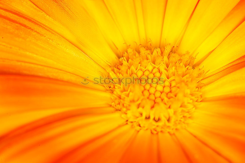 Similar – Orange Blüte braun Blume