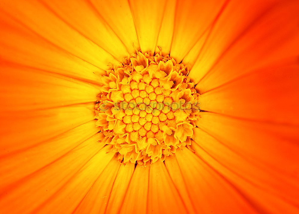 Similar – Detail einer Gerbera Blume