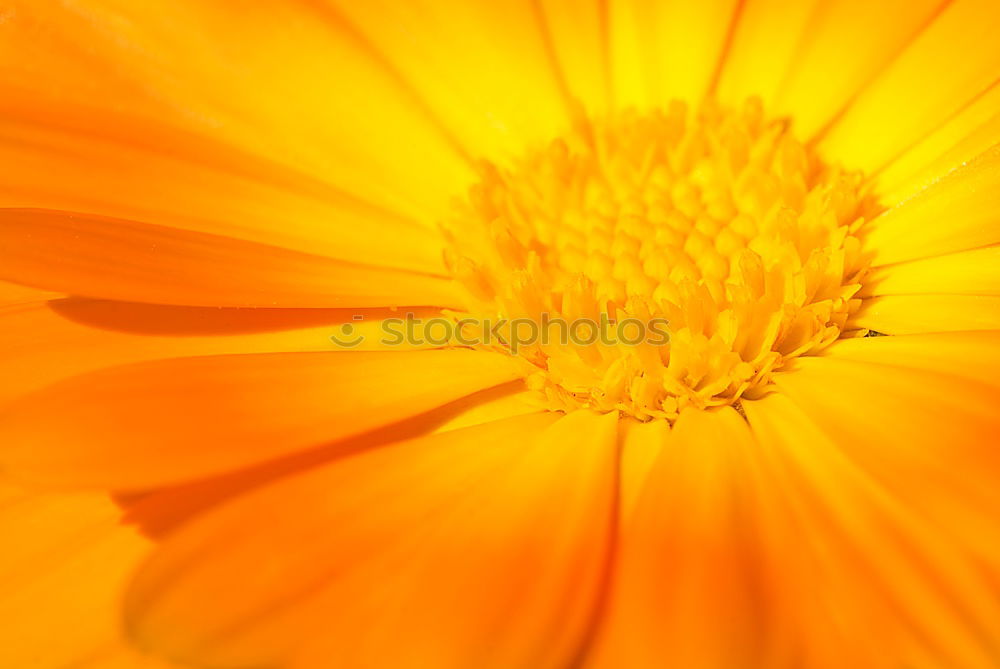 Similar – Orange Blüte braun Blume