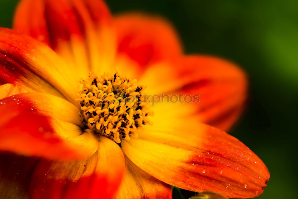 Similar – Foto Bild Rotgelbe Dahlien-Blüten mit Bienen