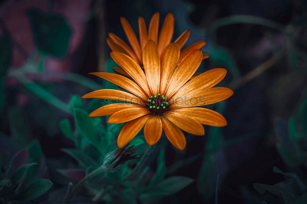 Similar – Image, Stock Photo Purple wildflower