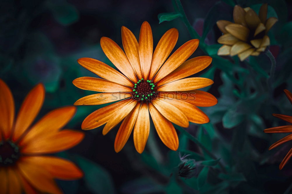 Similar – Image, Stock Photo Purple wildflower