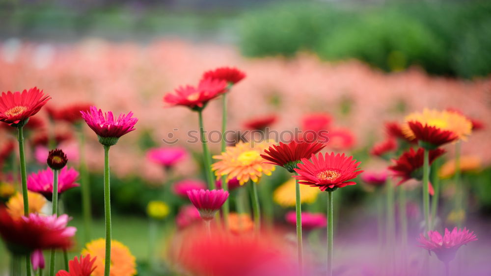 poppy meadow Nature