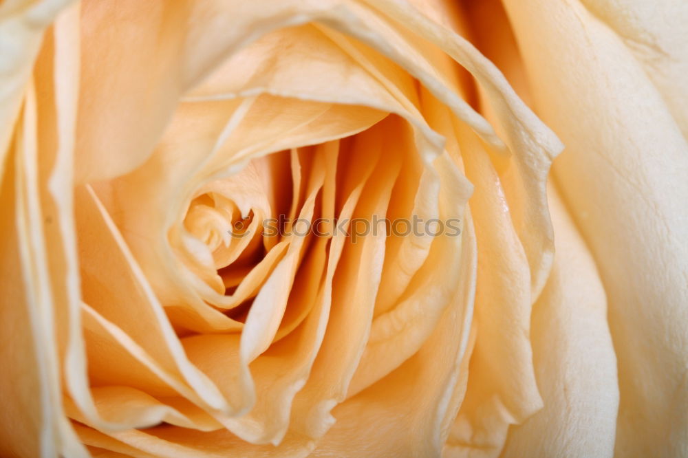 Similar – unfolding Summer Rose