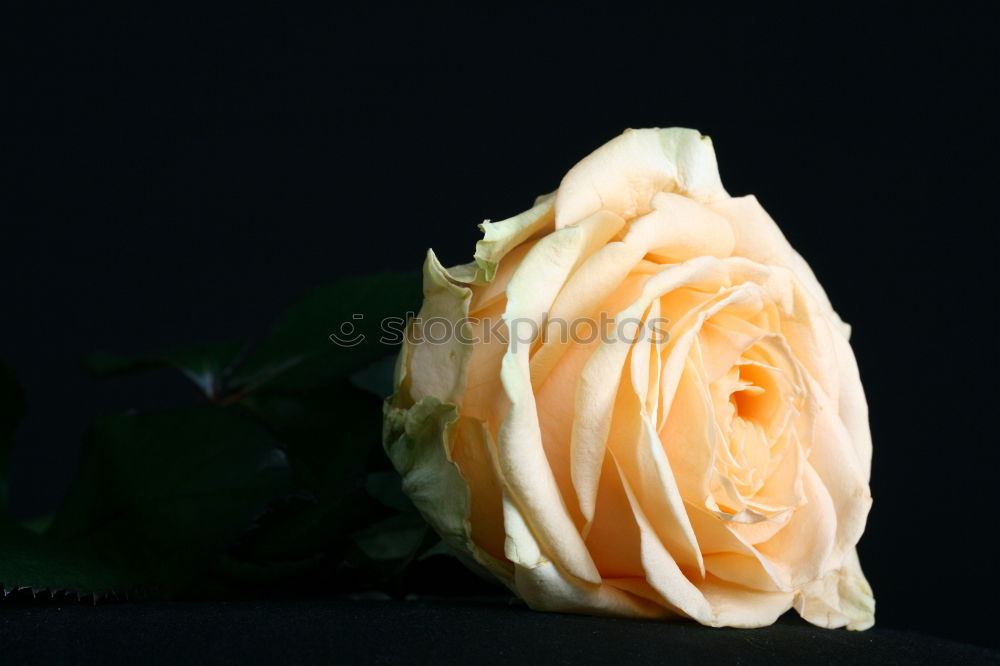 Similar – Image, Stock Photo bouquet of blossoming jasmine