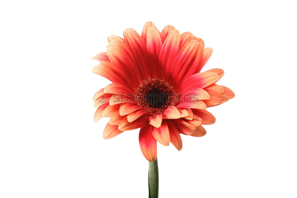 gerbera Plant Flower