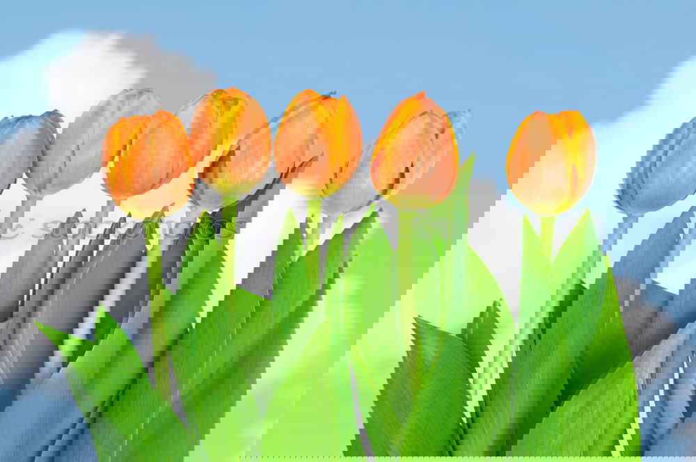 Similar – Image, Stock Photo tulip Sky Cloudless sky