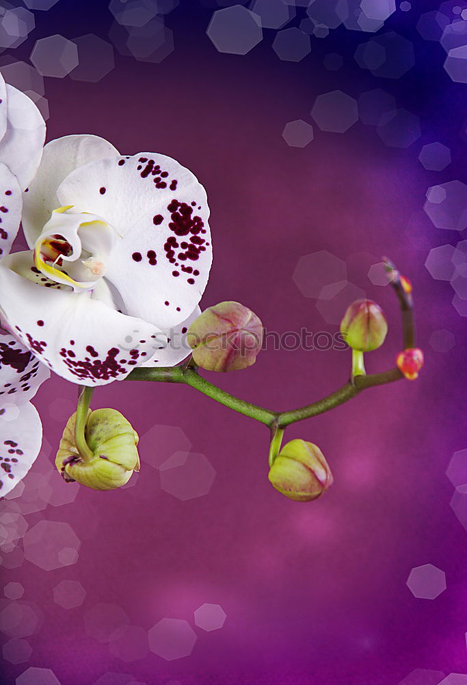 Similar – Purple. Decoration Flower