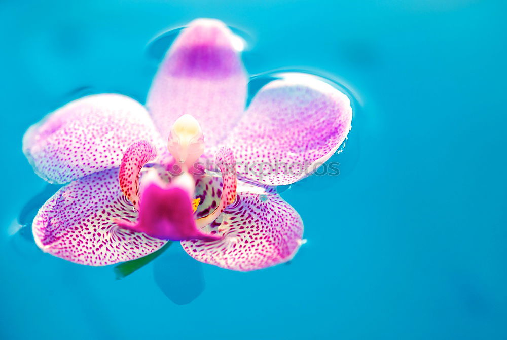 Similar – Image, Stock Photo Blue Orchids Wellness Life