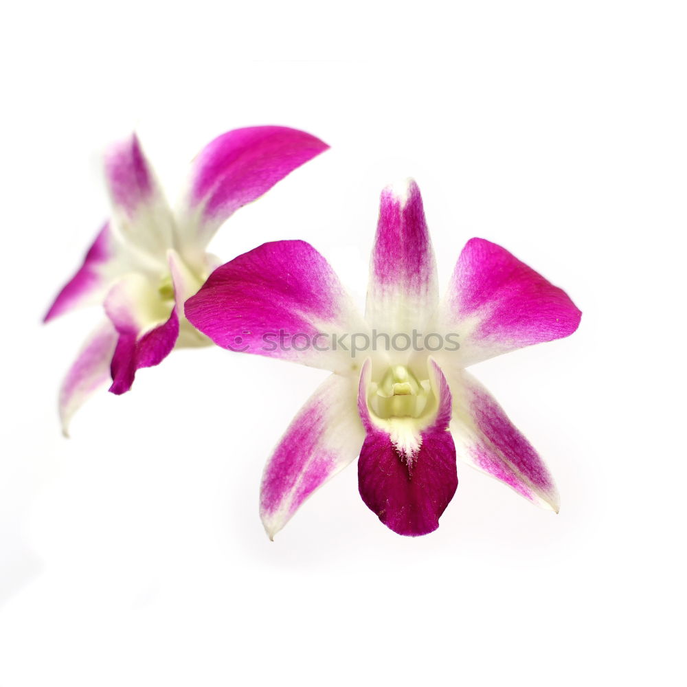 Similar – Image, Stock Photo Pink Orchid Elegant Exotic