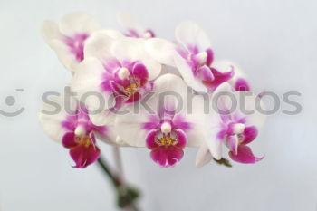 Image, Stock Photo orchid blossom Elegant