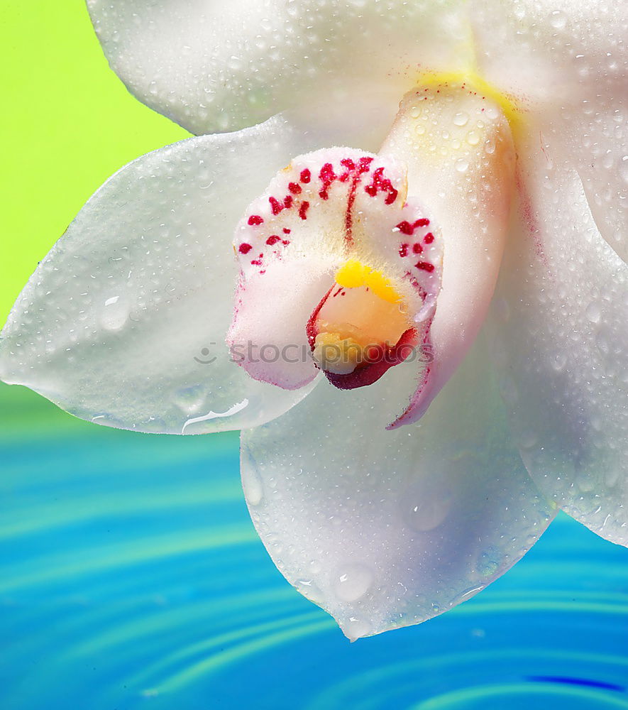 Similar – Flower III Orchid 2