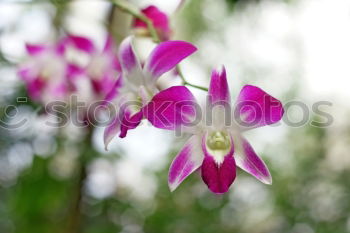 Similar – Image, Stock Photo tulip Nature Plant Spring