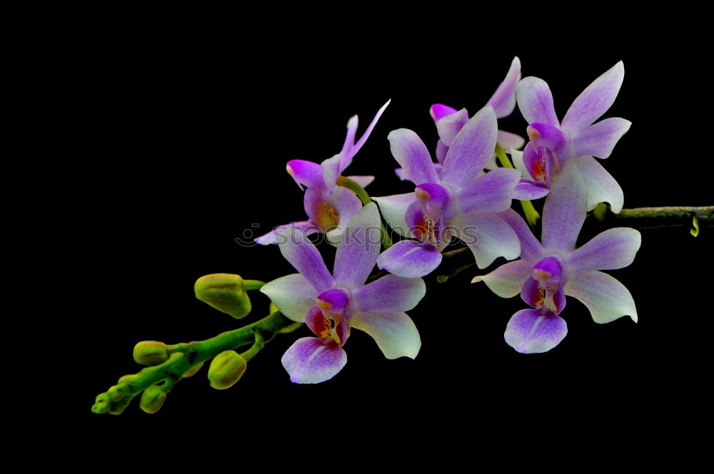 Similar – Image, Stock Photo Velvet Flower Violet Plant