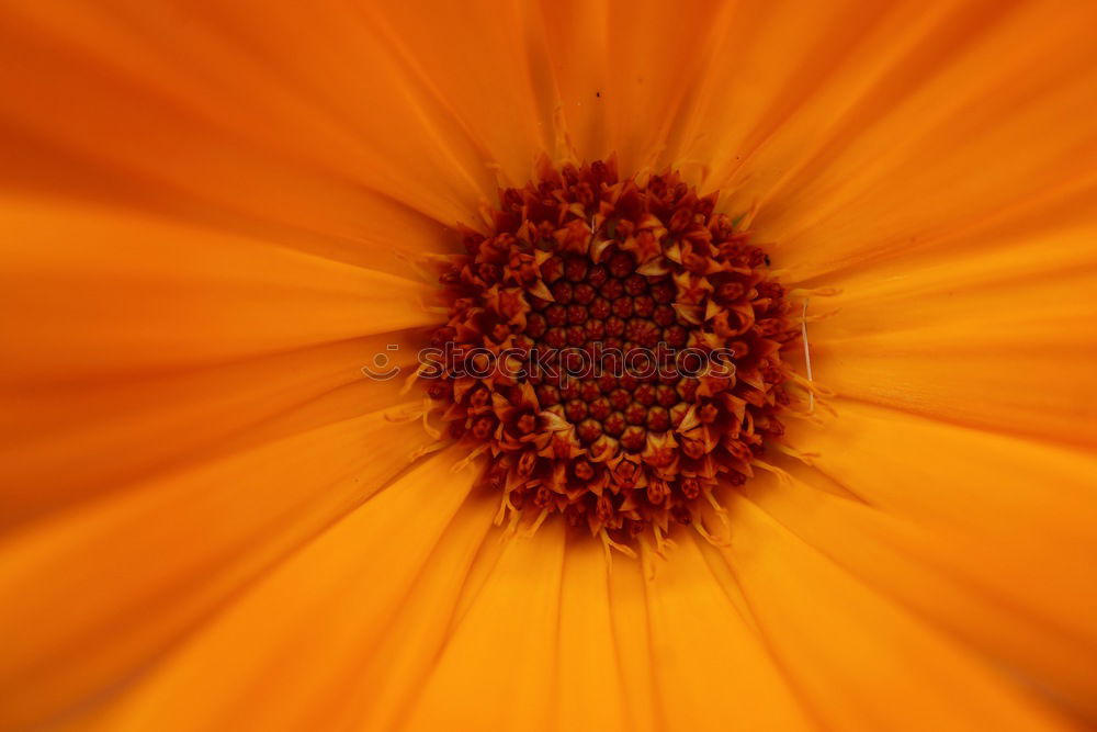 Similar – Orange Blüte braun Blume