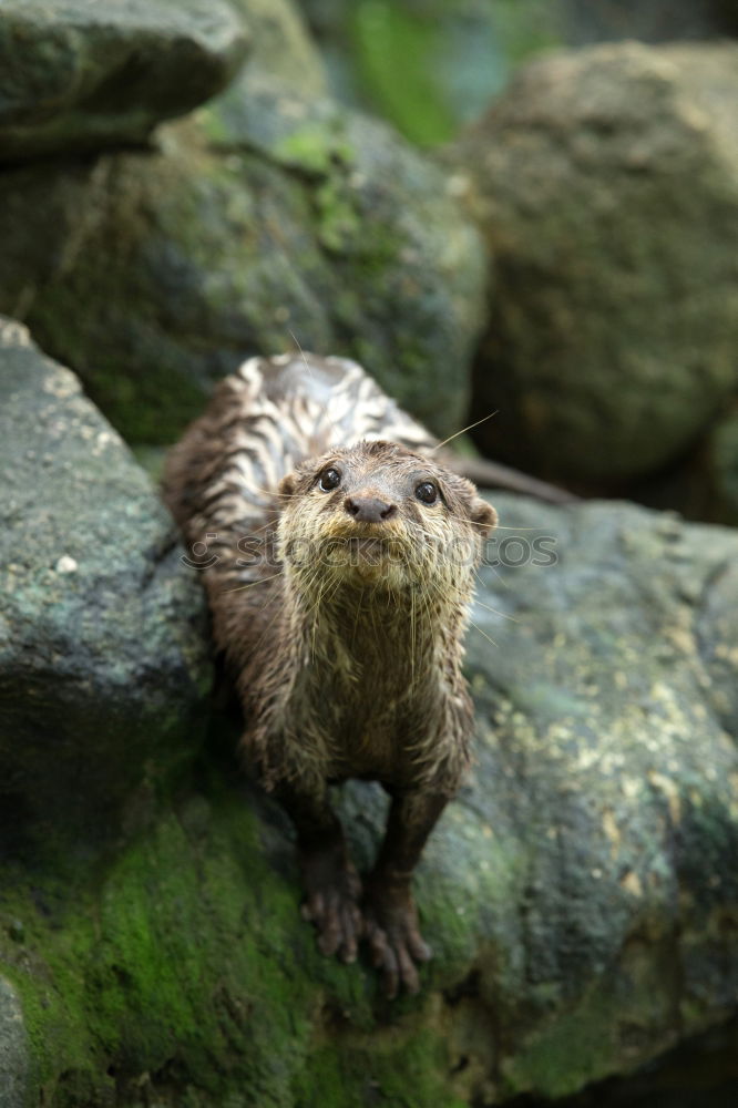 Auf dem Laufsteg Otter