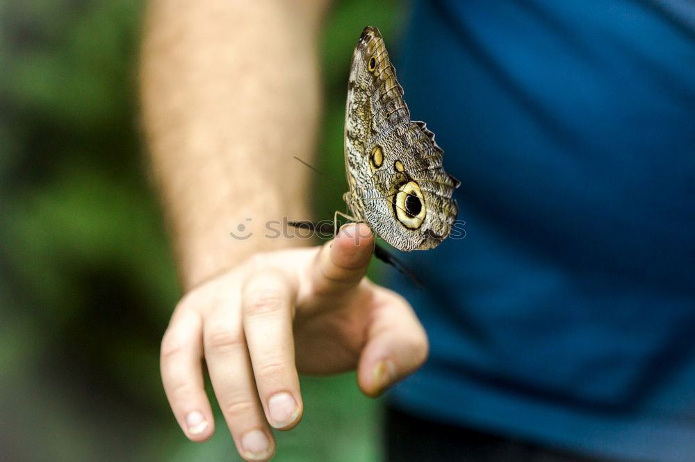 Similar – Image, Stock Photo Another beauty on the hand