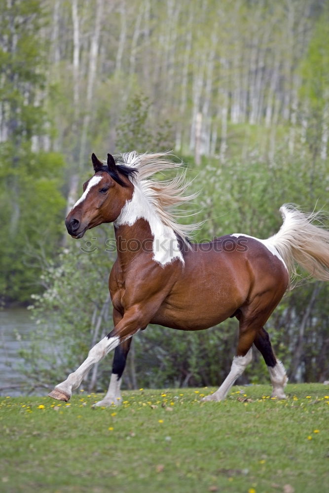 Similar – Image, Stock Photo Beautiful black stallion rises