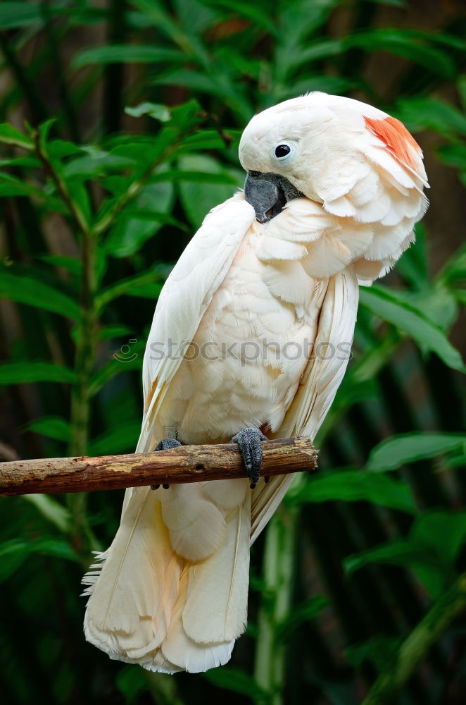 Similar – Image, Stock Photo Blue Indian ringneck parrot Psittacula krameri