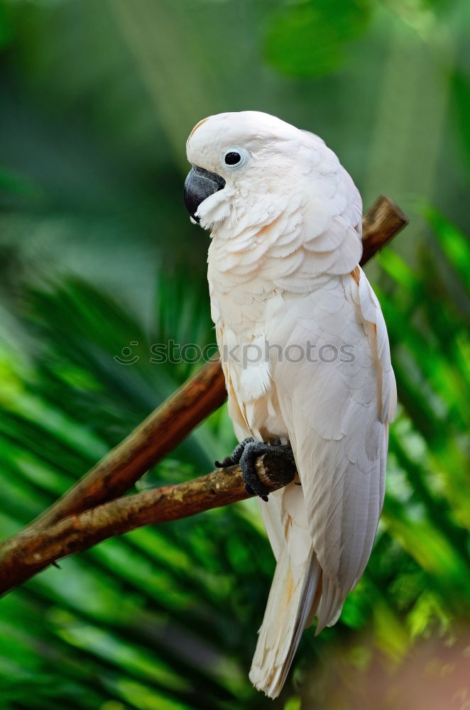 Similar – Image, Stock Photo cockatoo Tree Leaf Animal