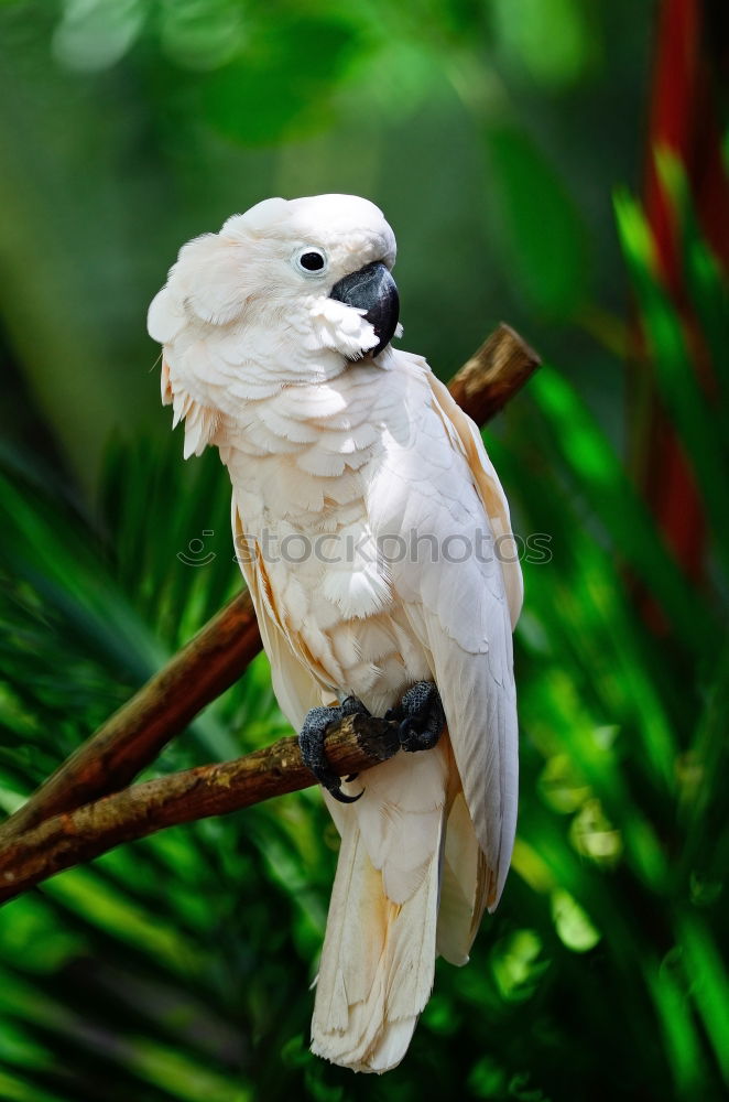 Similar – Image, Stock Photo cockatoo Tree Leaf Animal