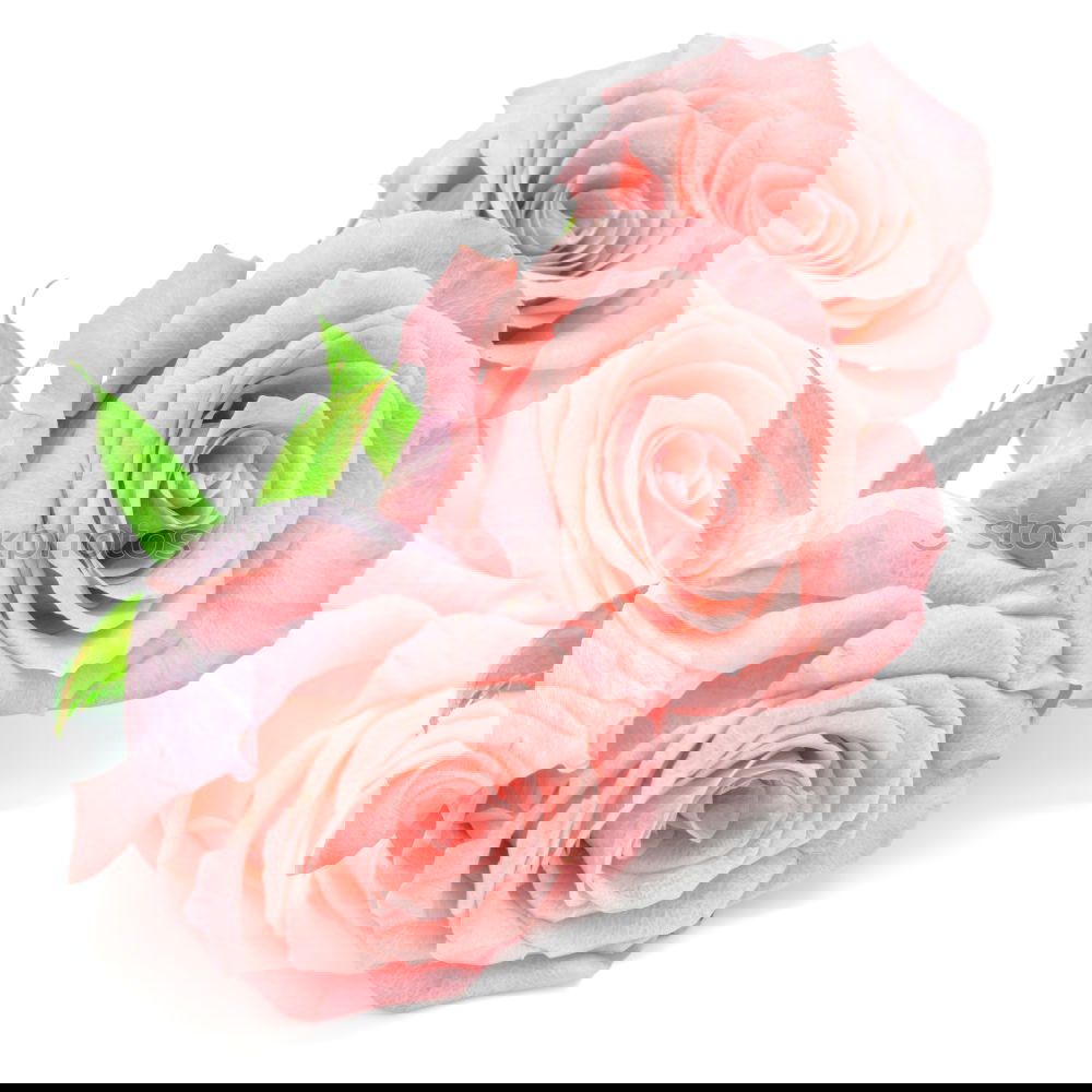 Similar – Image, Stock Photo Two tulips Fragrance