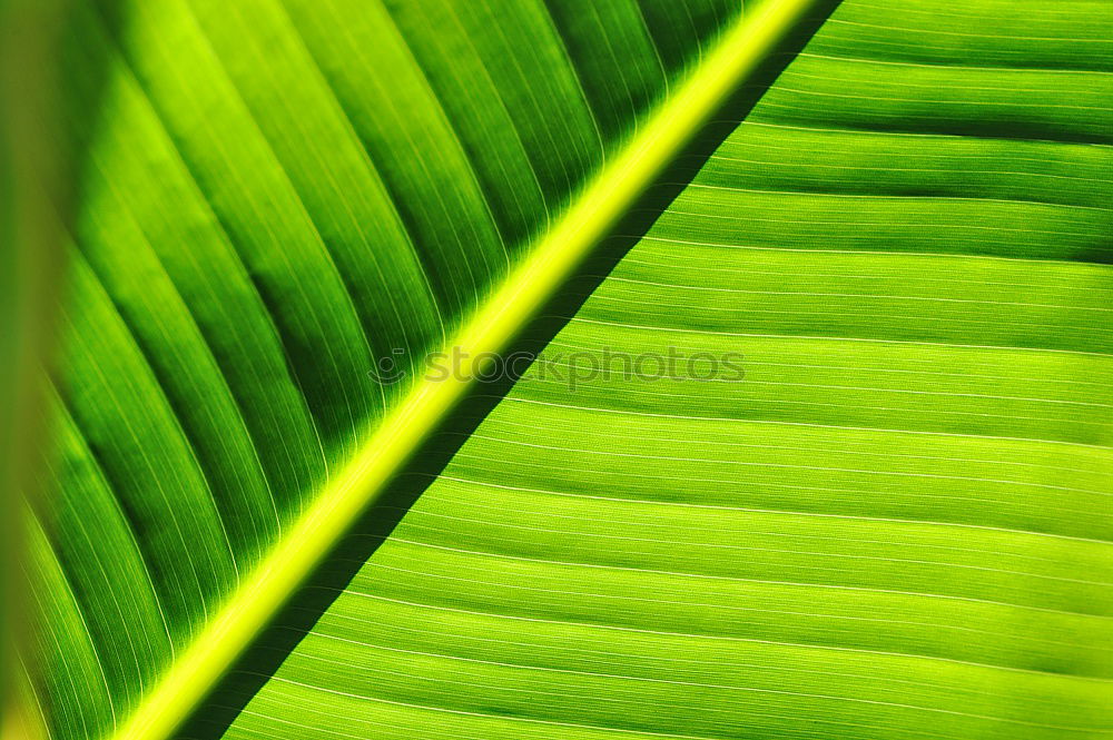 Similar – Image, Stock Photo it greenens… Green Grass