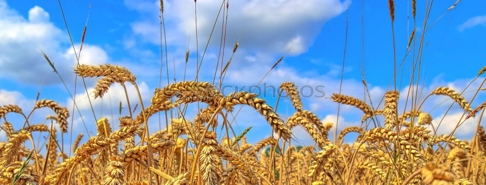 Similar – Foto Bild Kornhimmel Kornfeld Ähren