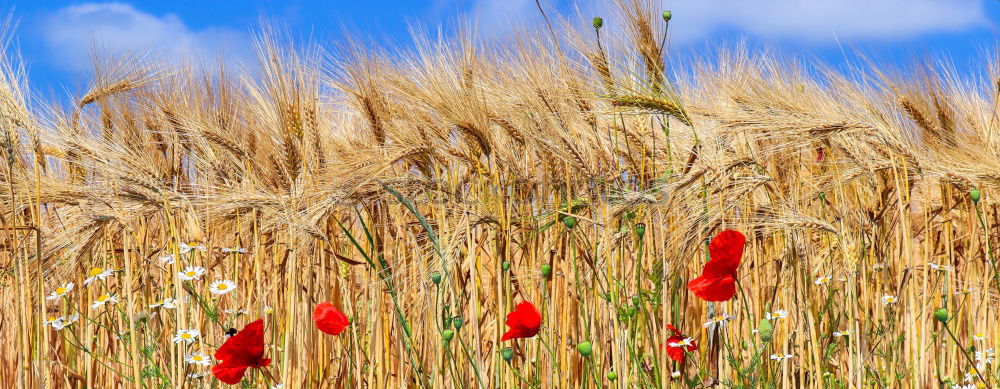 Anders Mohn Feld Sommer