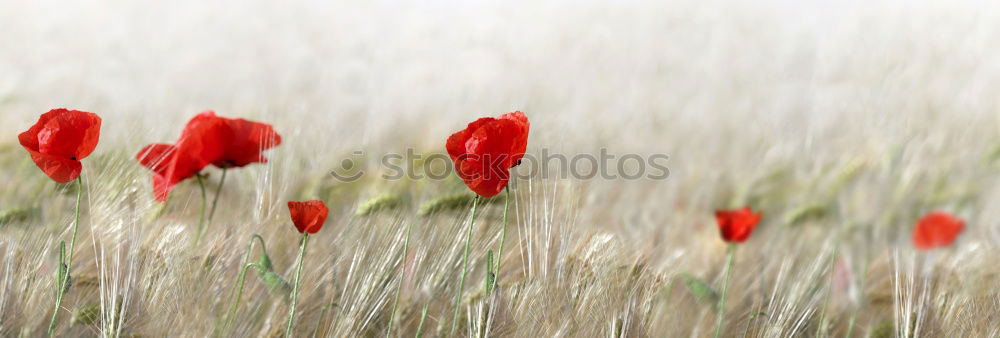 Similar – Image, Stock Photo Poppy gossip in spring