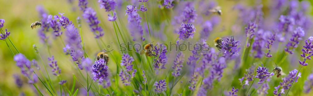 Similar – Foto Bild LavendelDuft Blume Blüte