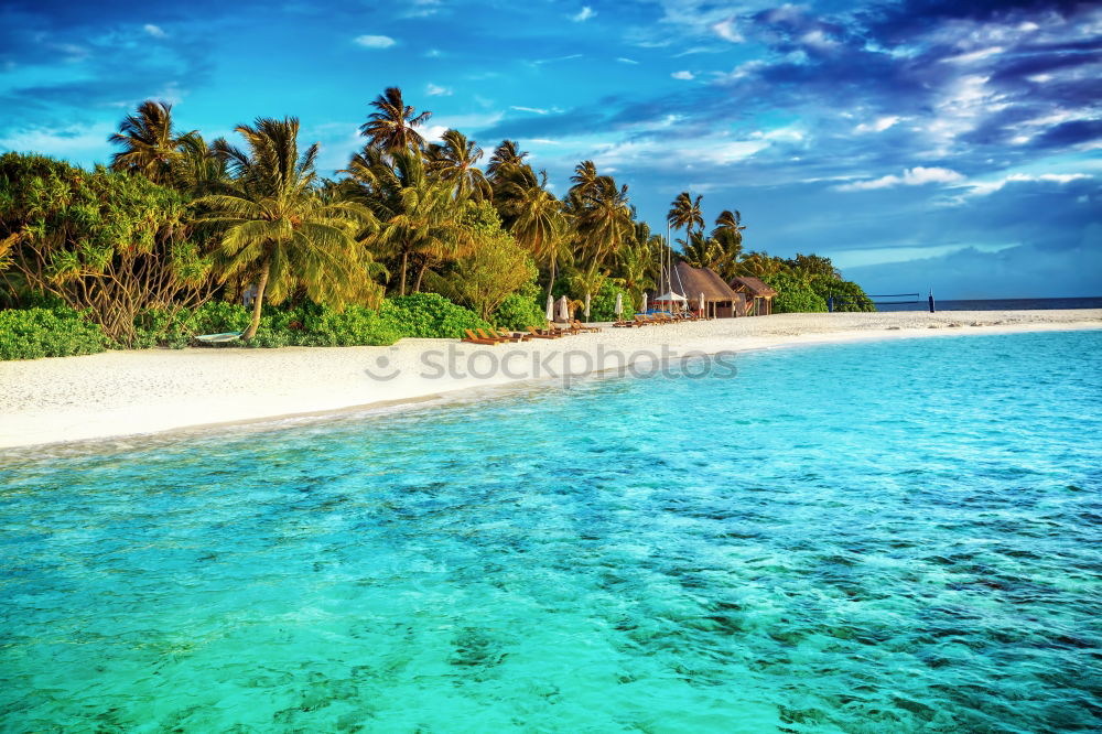 Similar – Palms on the beach of Isla Saona