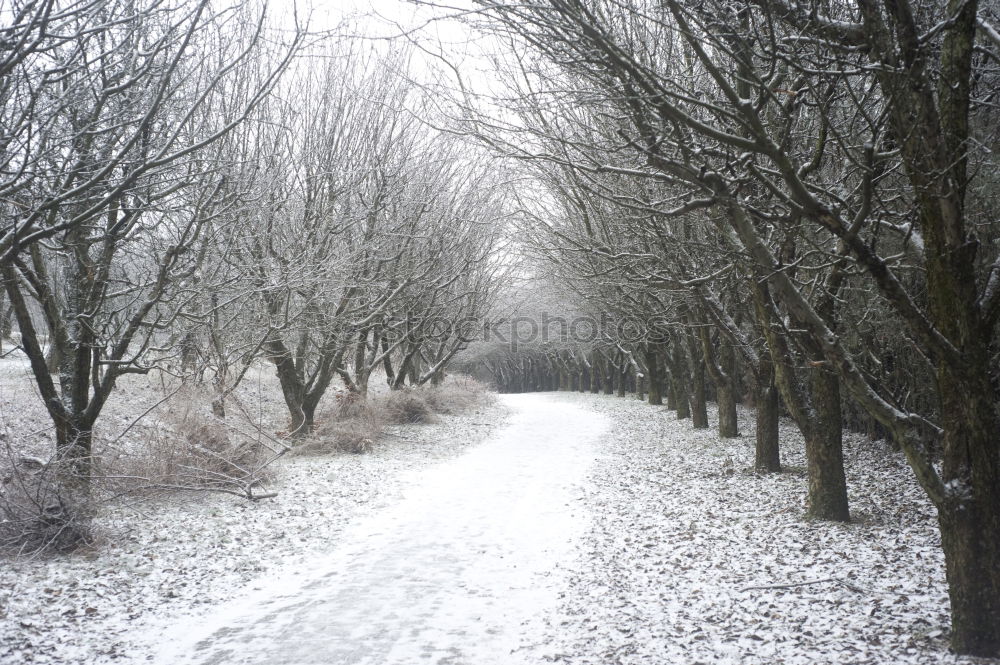 Similar – Image, Stock Photo Winter wonderland Nature