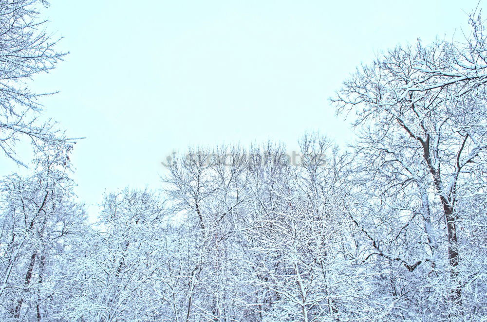 Similar – Ice tree horizontal Tree