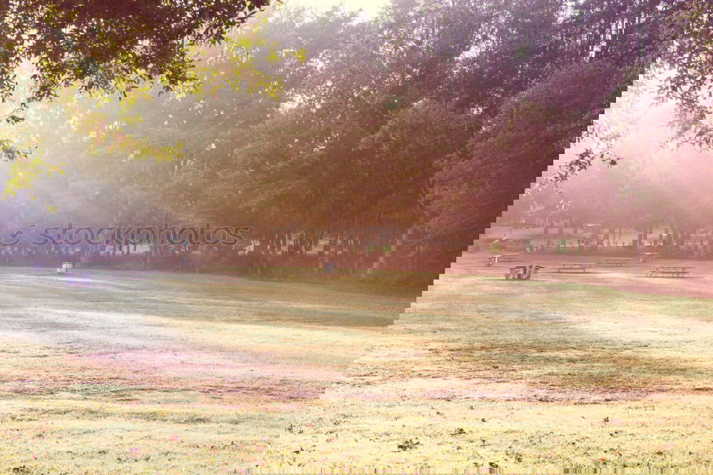 Similar – Image, Stock Photo Park with sunshine Summer