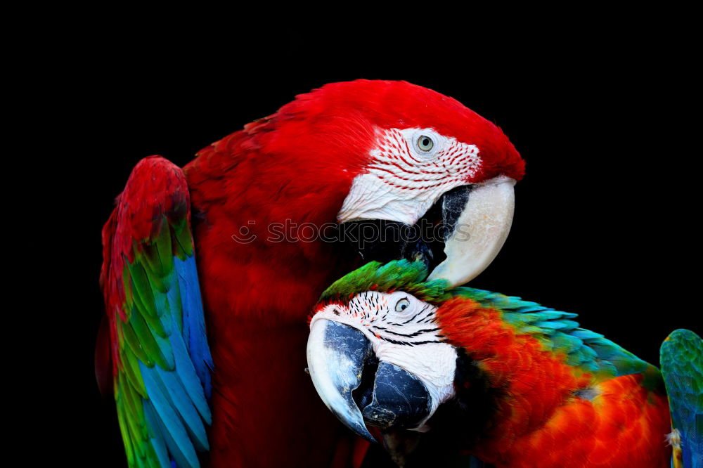 Similar – Foto Bild RGB China Papageienvogel