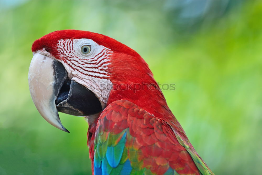 Similar – Image, Stock Photo Scarlett Macaw parrot in Honduras