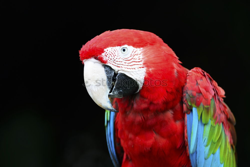 Similar – Foto Bild RGB China Papageienvogel