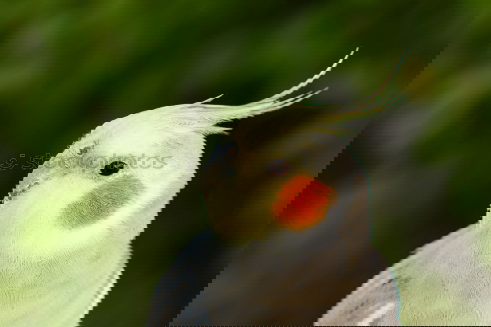 Similar – Image, Stock Photo Groom Pigeon Bird Plumed
