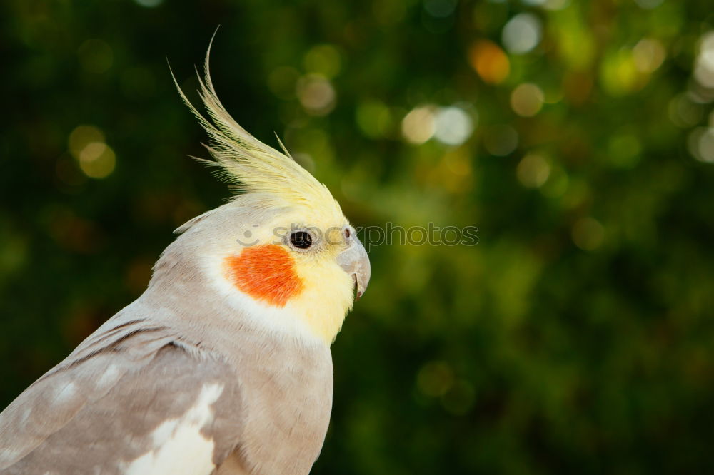 Similar – Image, Stock Photo Young chicken looks into the camera