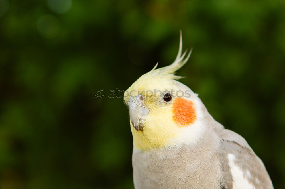 Similar – Image, Stock Photo Young chicken looks into the camera