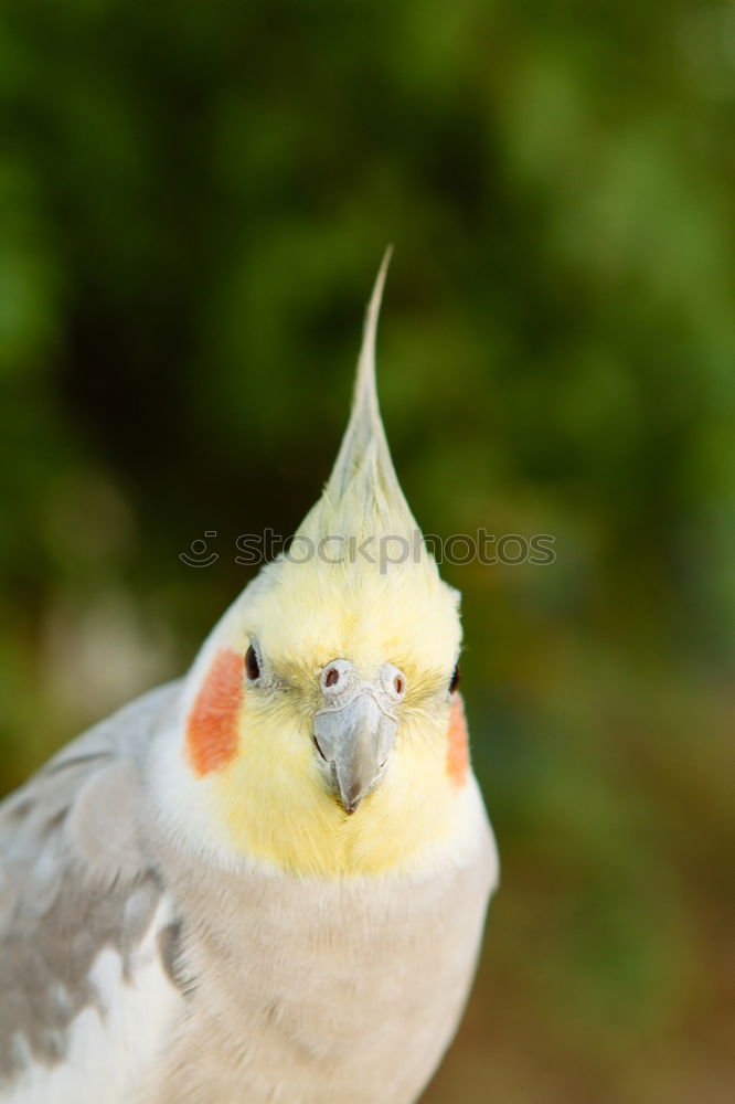 Similar – Image, Stock Photo Boredom sigh … Easter